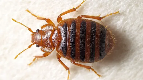 Bettwanzenbekämpfung Berlin