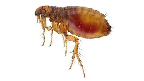 Flöhebekämpfung Berlin