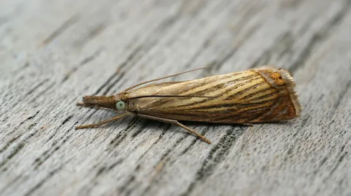 Kleidermottenbekämpfung Berlin