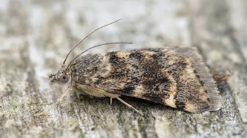 Lebensmittelmottenbekämpfung Berlin