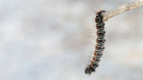 Prozessionsspinnerbekämpfung Berlin