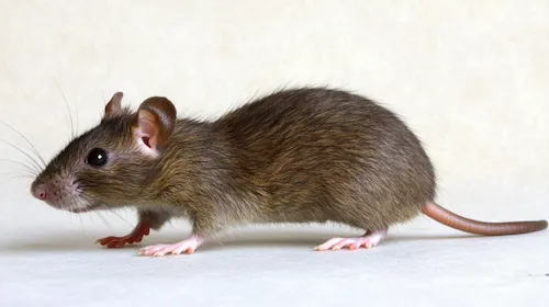 Rattenbekämpfung Berlin