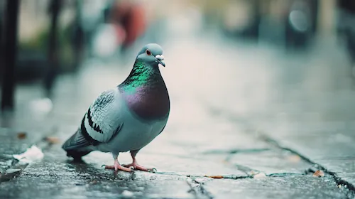 Taubenbekämpfung Berlin